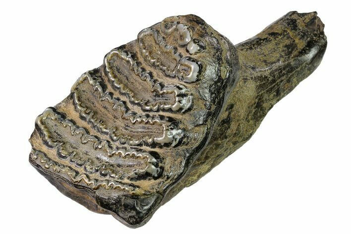 Partial, Fossil Stegodon Molar With Roots - Indonesia #148072